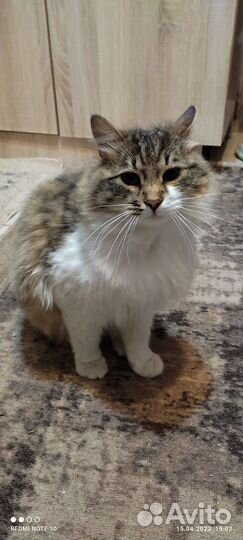 Отдам кота в добрые руки