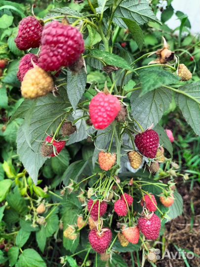 Малина Полка 2хлетка плодоносит уже