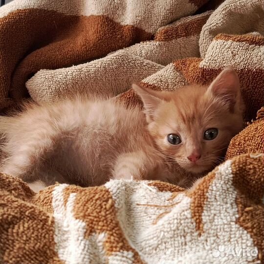 Котёнок Тёма