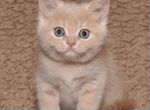 Британский персиковый котенок