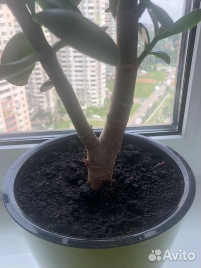 Толстянка (денежное дерево) крассула