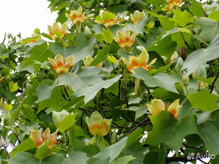 Тюльпановое дерево