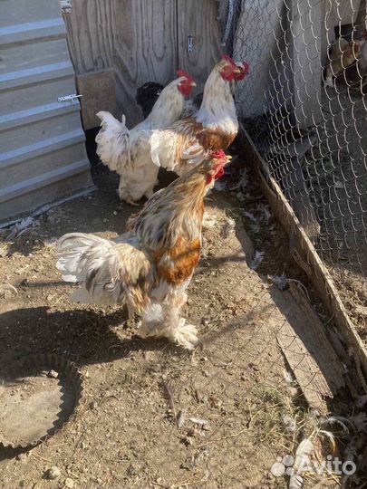 Петухи