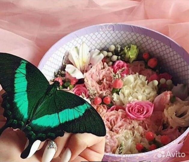 Композиции с живыми бабочками или фермы бабочек