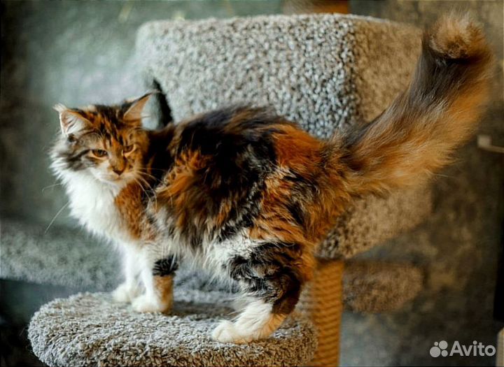Мейн-кун котенок кошечка
