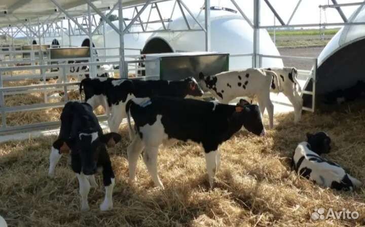 Бычки телята