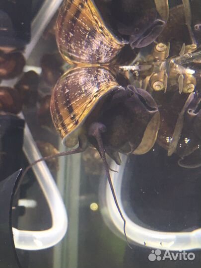 Чёрная ампулярия 