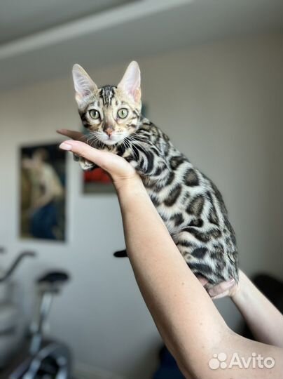 Бенгальская кошка
