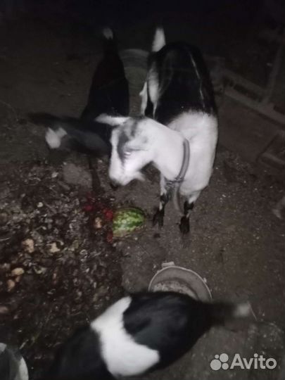 Зааненская коза