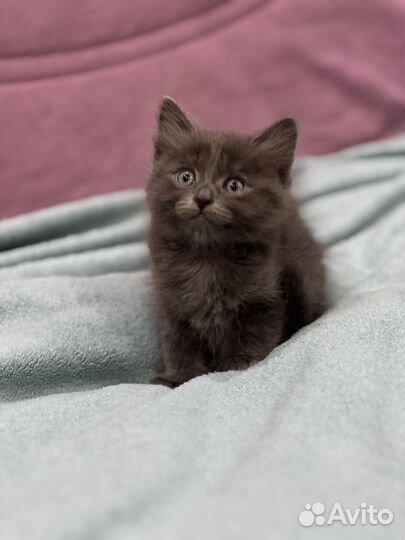Котенок ищет дом