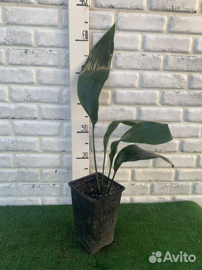 Аспидистра