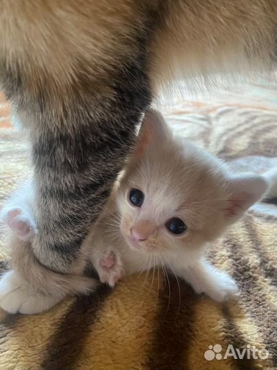 Котенок в дар