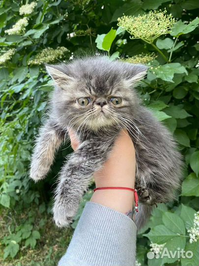 Котята экзоты