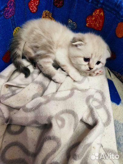 Шотландская