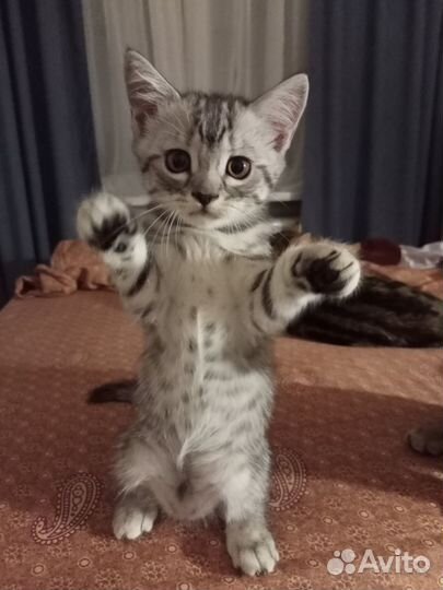 Шотландская девочка