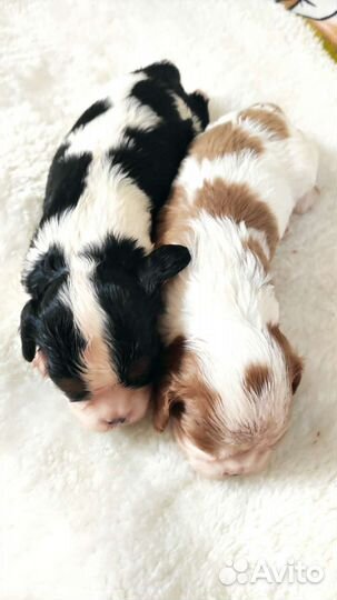 Девочки -кавалерочки