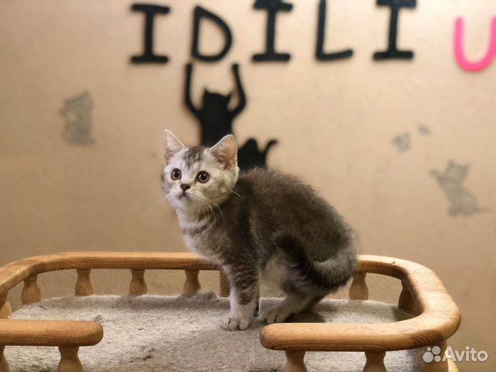 Шотландец -красавчик