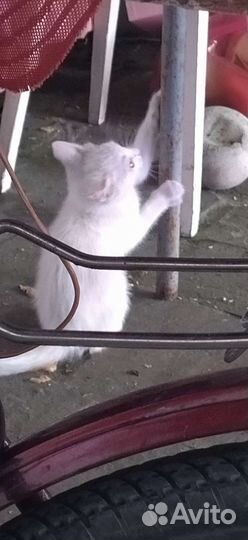 Котята для радости