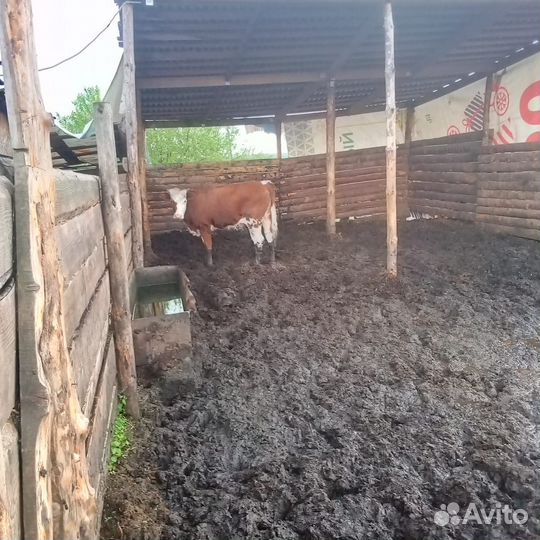 Телка сементал Бык герефорд