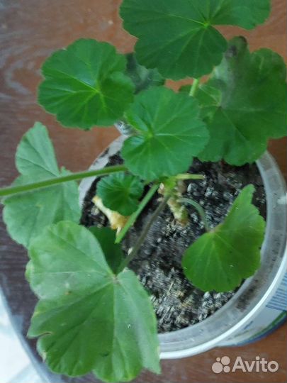 Герань пеларгония