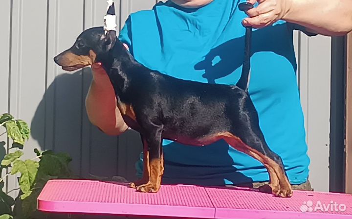 Девочка цвергпинчер