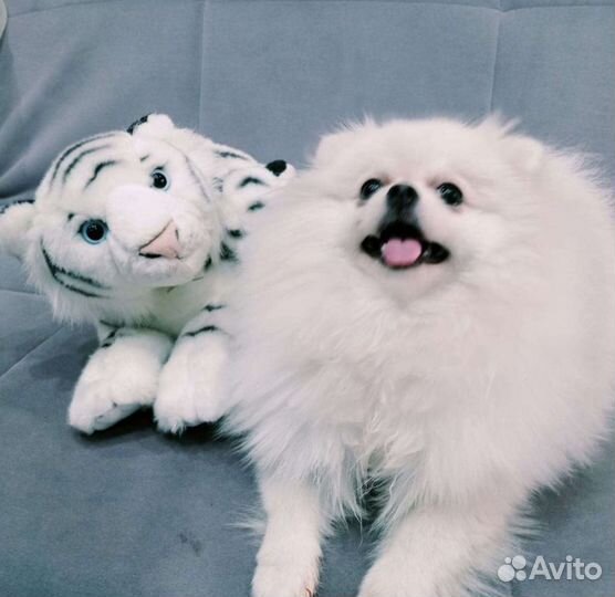Померанский шпиц