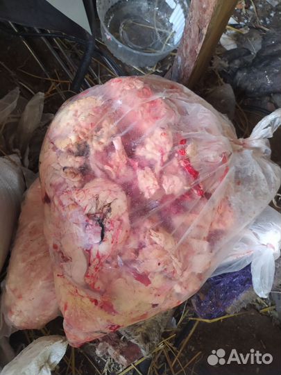 Корм для собак, для животных