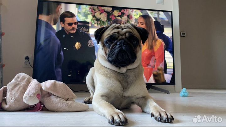 Мопс для вязки