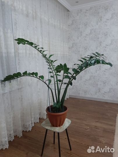 Замиокулькас