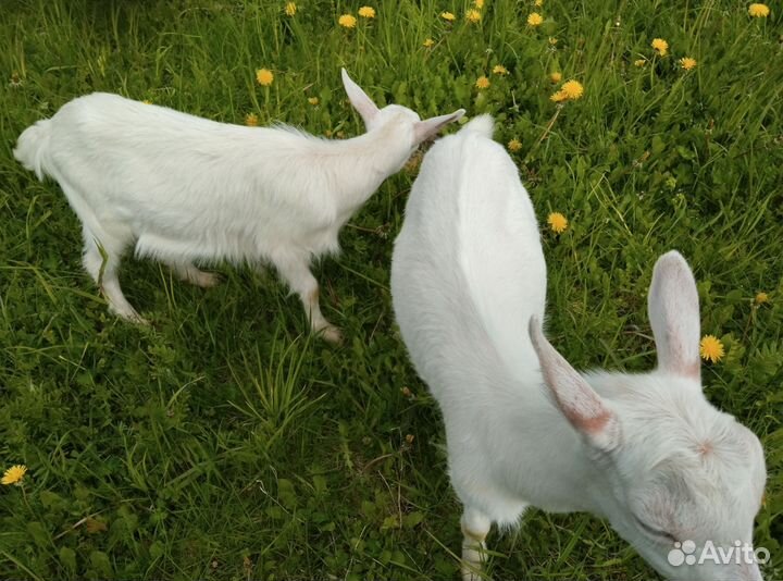 Чистокровный зааненский козлик 3 мес, козье молоко