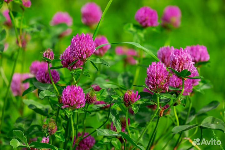 Клевер красный 