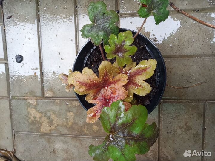 Саженцы годжи,банана,гейхеры