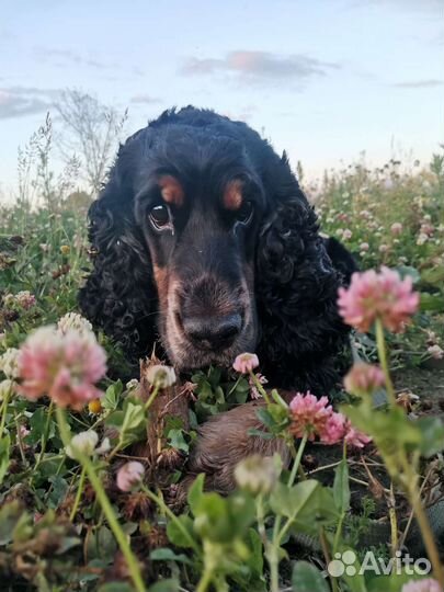 Вязка английский кокер спаниель