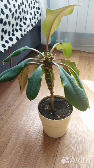 Комнатные цветы