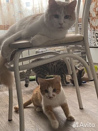 Котик ищет семью