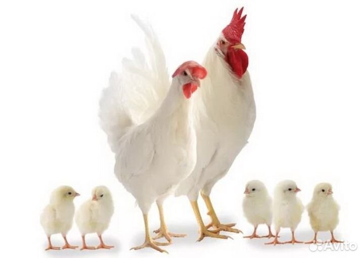 Яйцо белой несушки Ломан лс, Супер ник