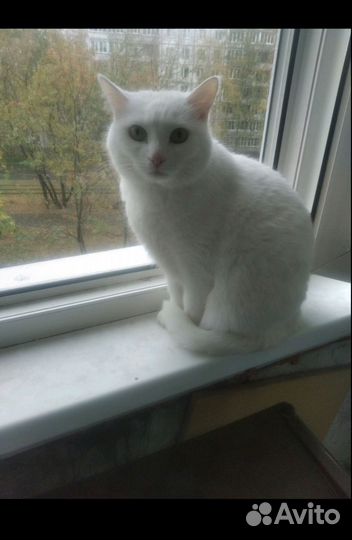 Серый котик ищет дом