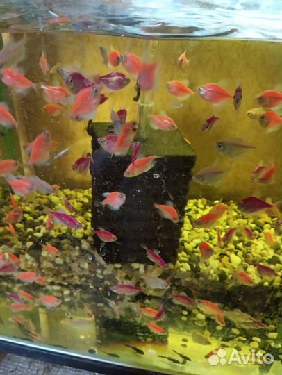 Аквариумные рыбки