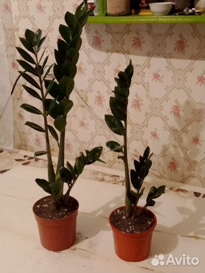 Замиокулькас