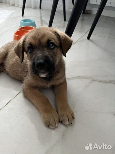 Щенок в дар