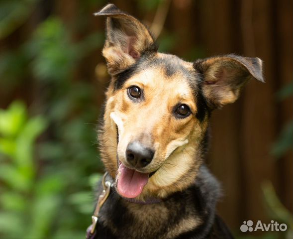 Собака Софи в дар