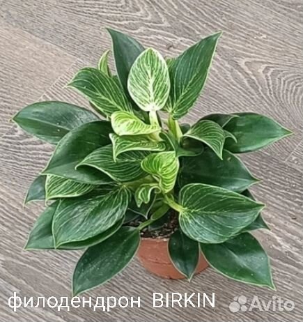 Филодендрон birkin