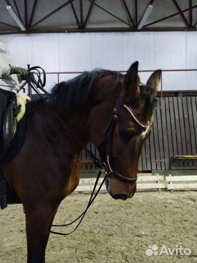 Конный sport занятия, выездка