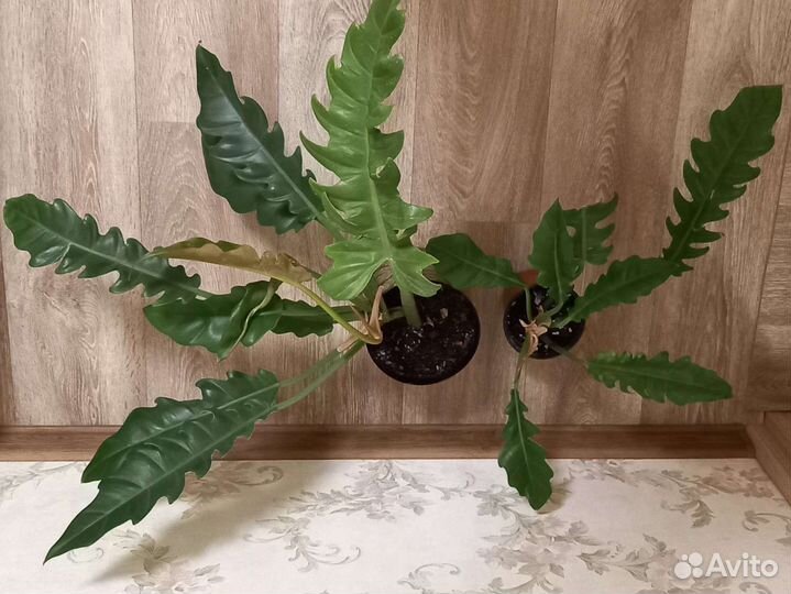 Филодендрон блек кардинал, херроу, монстера альба