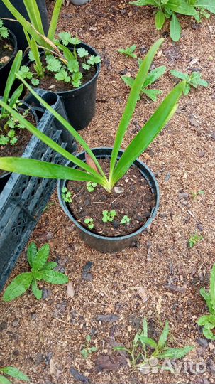 Агапантус, лилейники