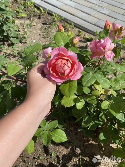 Английская роза Алан титчмарш