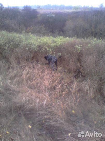 Вязка Дратхаар