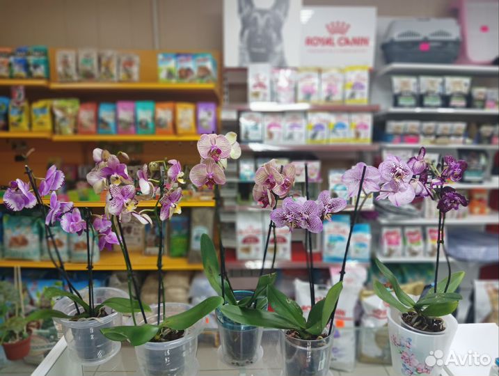 Орхидеи