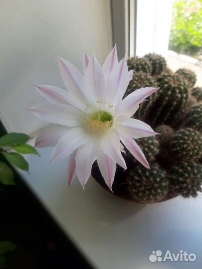 Комнатные цветы