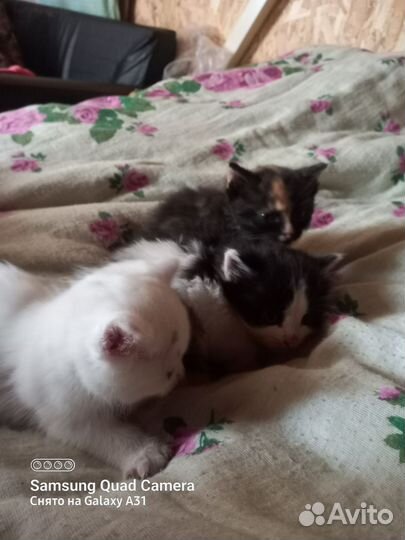 Котята в добрые ответственные руки